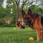 German shepherd dog