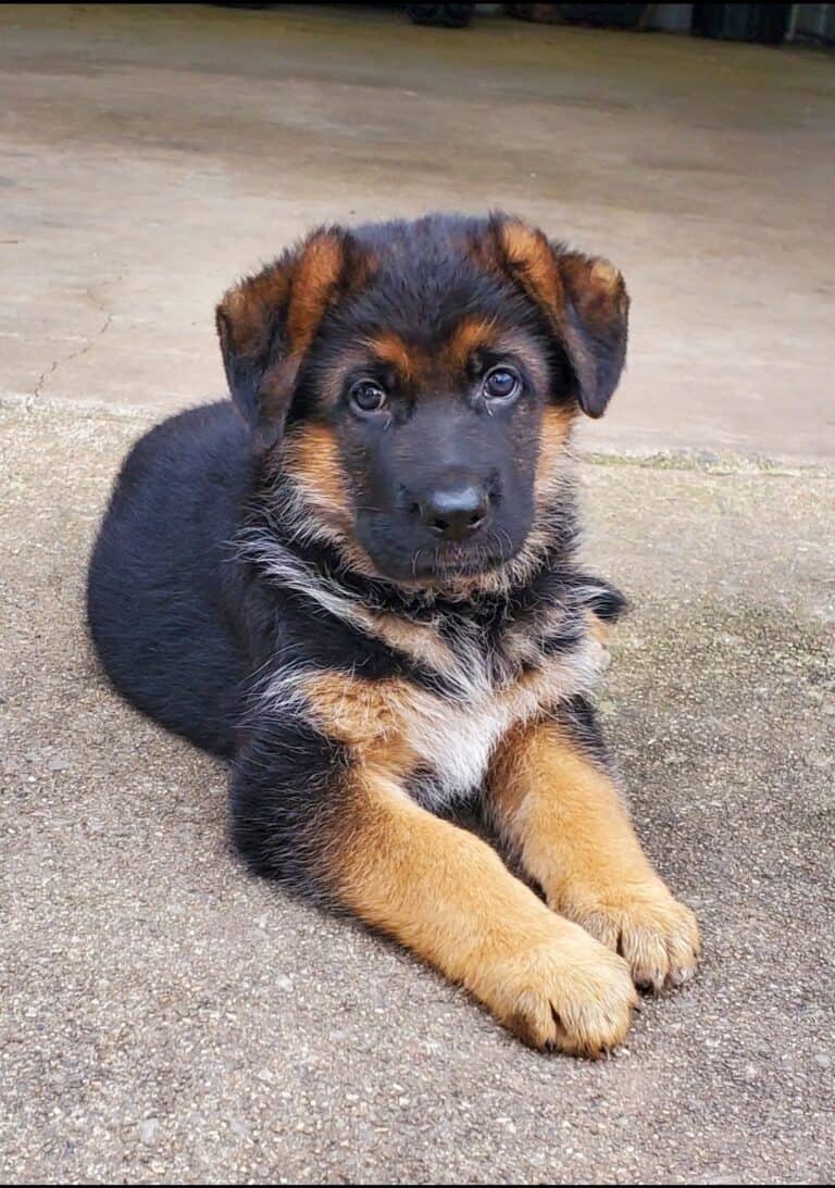 German shepherd puppy