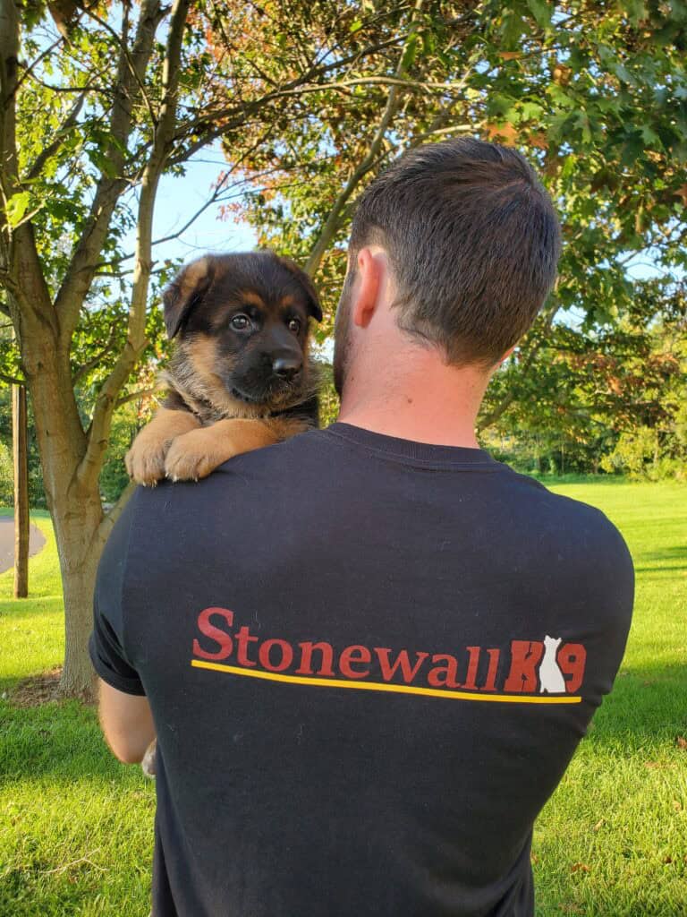 German shepherd puppy