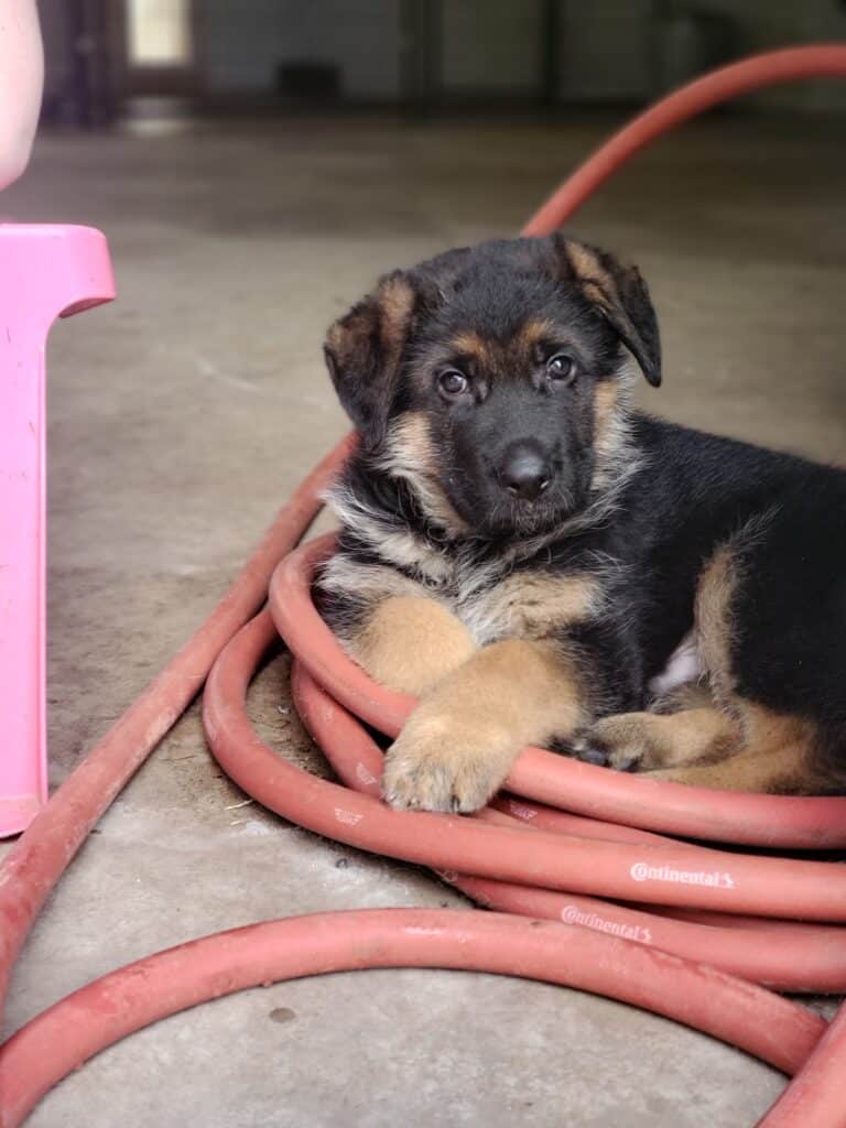 German shepherd puppy
