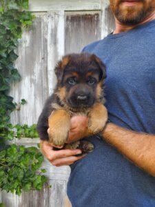 German shepherd puppy