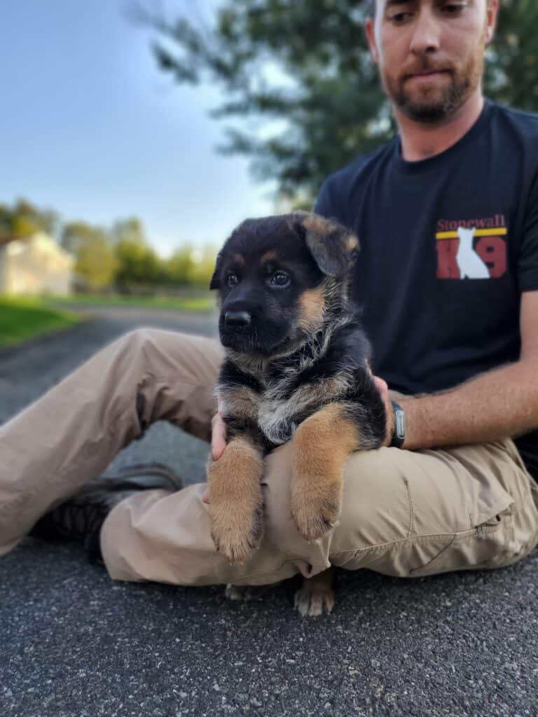 German shepherd puppy