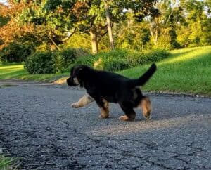 German shepherd puppy