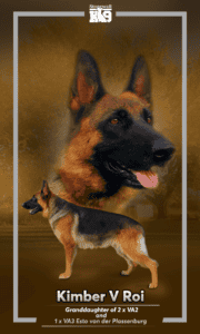German shepherd dog