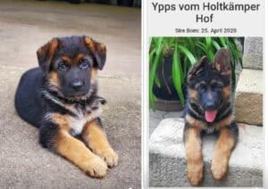 German shepherd puppy