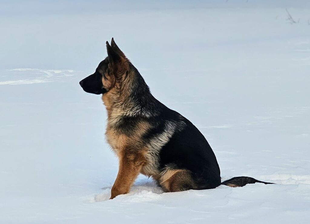 German shepherd dog