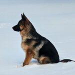 German shepherd dog