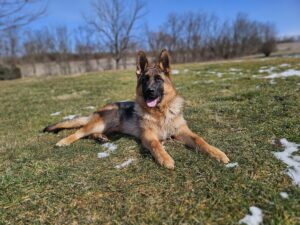 German shepherd dog