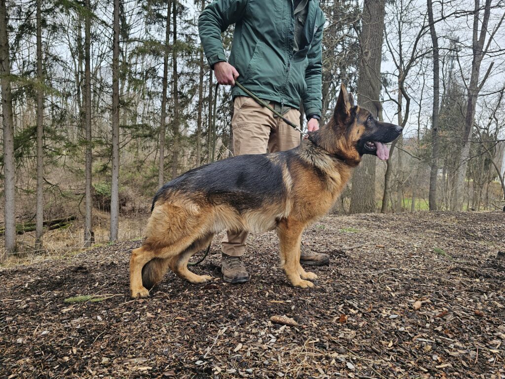 German shepherd dog