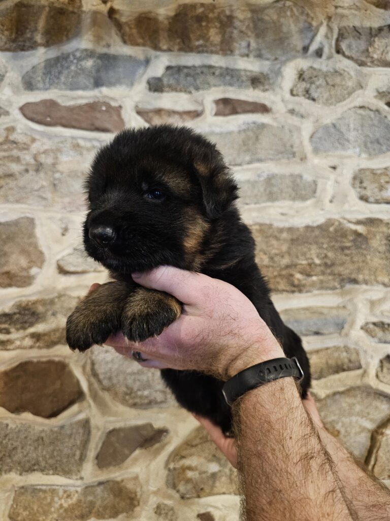 German shepherd puppy