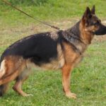 German shepherd dog