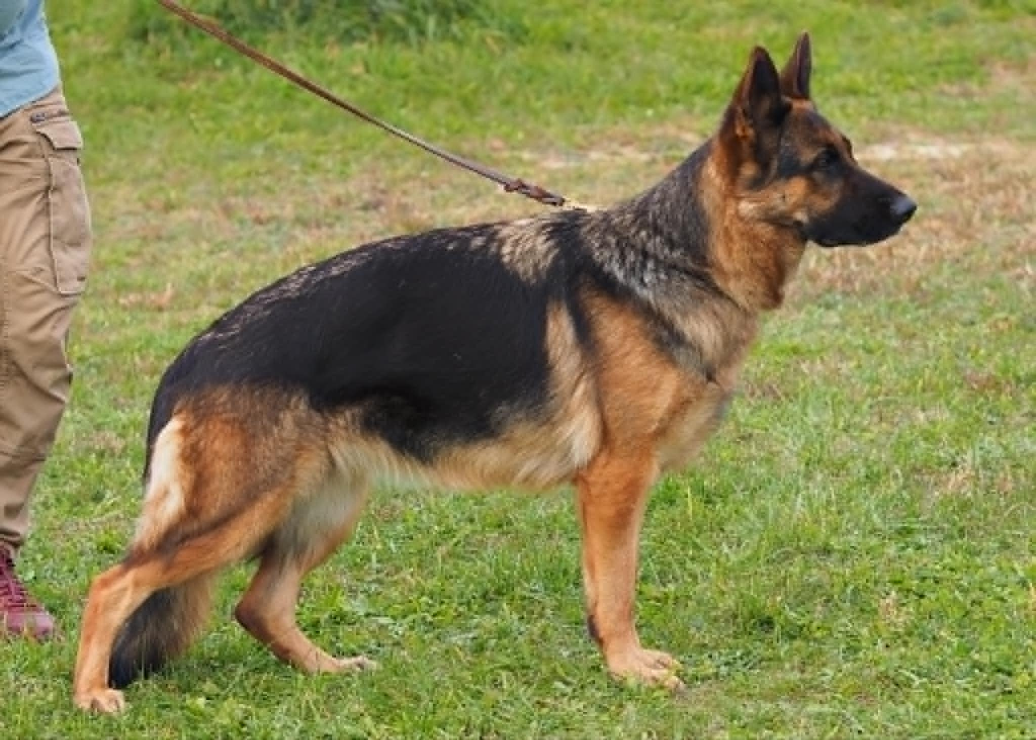 German Shepherd dog