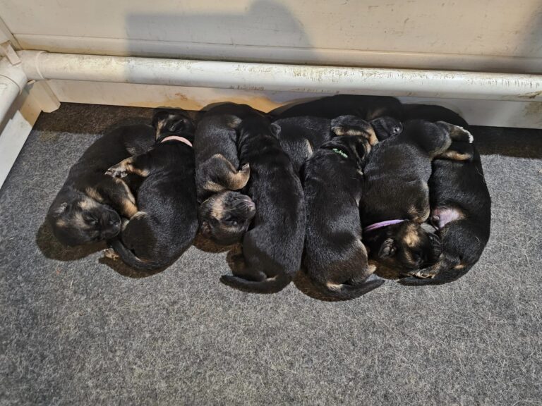German shepherd puppies for sale