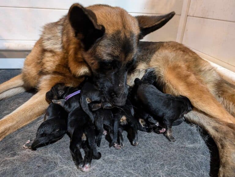 German shepherd puppies