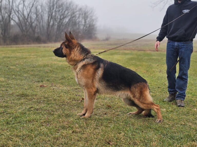 High-quality, well-trained German Shepherd dog during a professional obedience session.