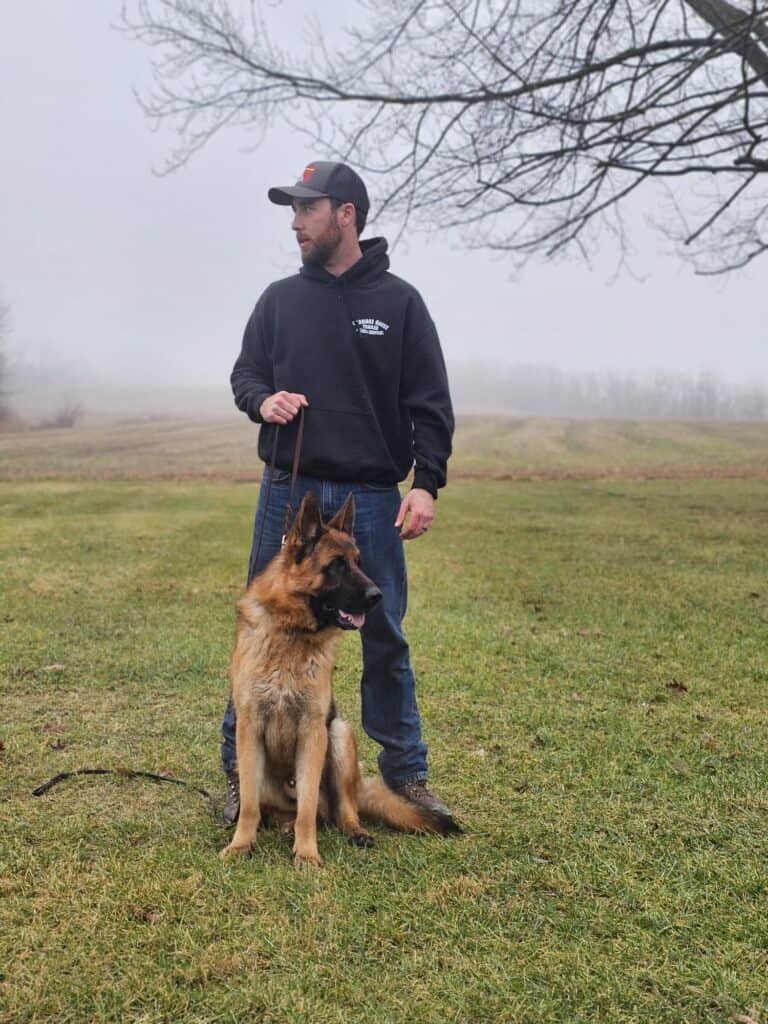 High-energy Belgian Malinois dog training outdoors.