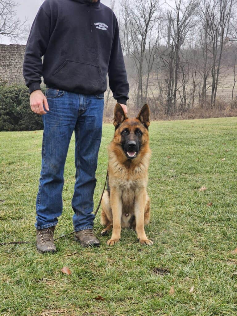 Dog training, obedience, and behavior correction services for German Shepherds.