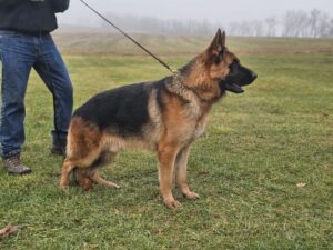 German Shepherd Dog