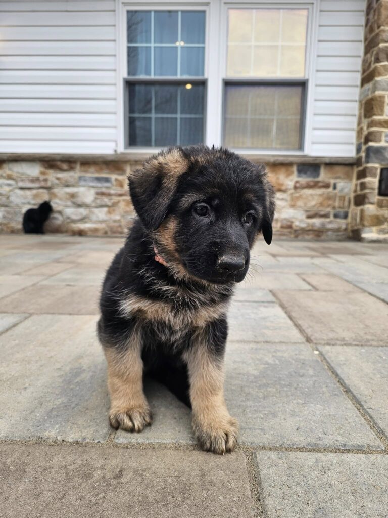 German shepherd puppy