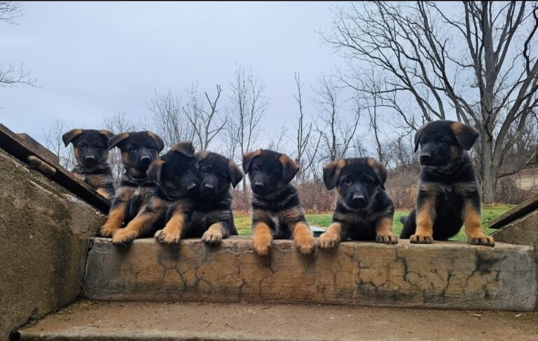 German shepherd puppy