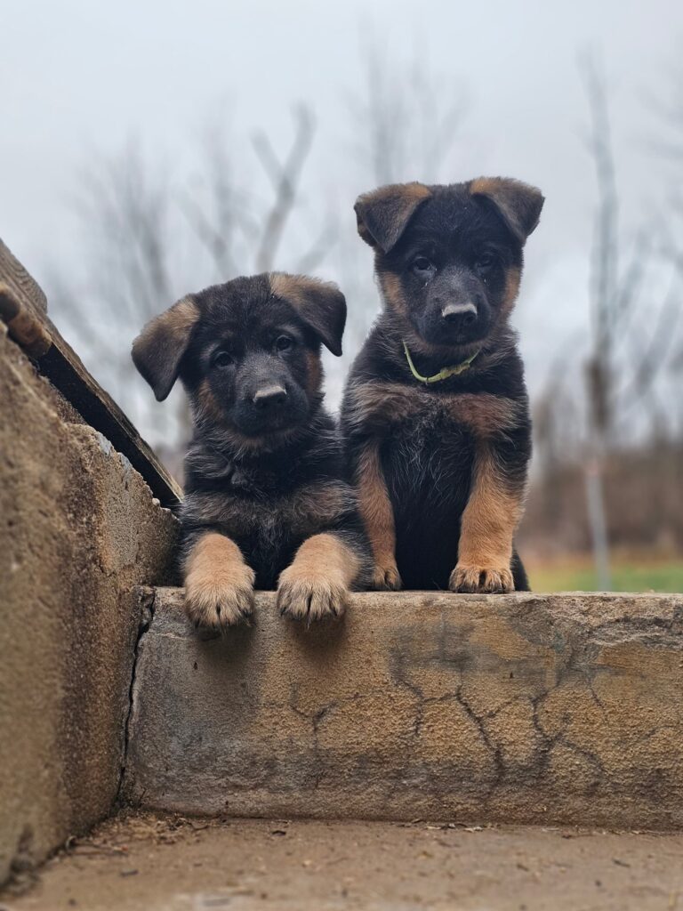 German shepherd puppy