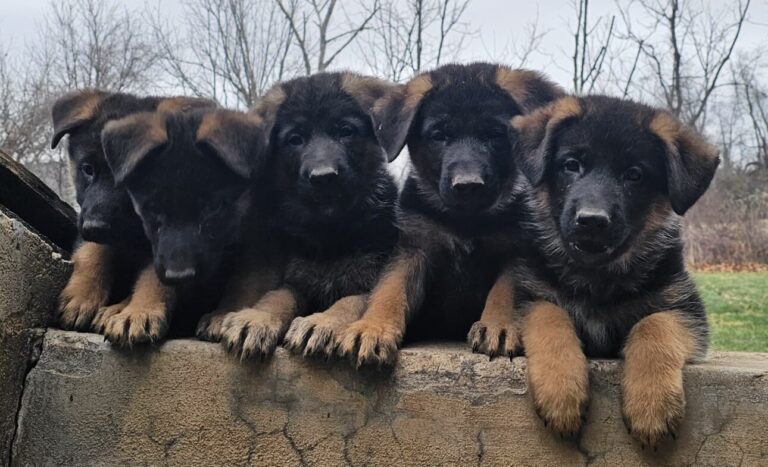 German shepherd puppy