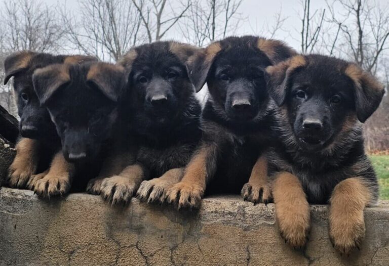 German shepherd puppy