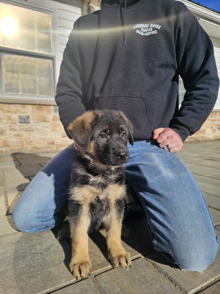 German shepherd puppy