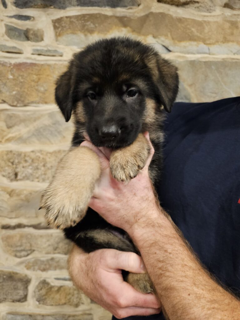 German shepherd puppy