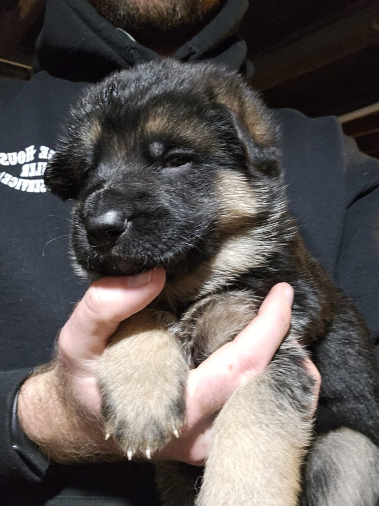 German shepherd puppy
