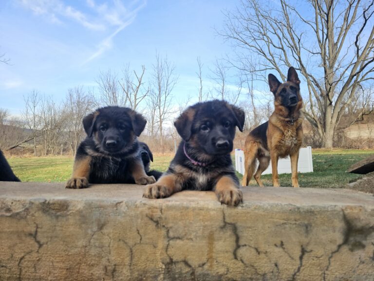German shepherd puppy