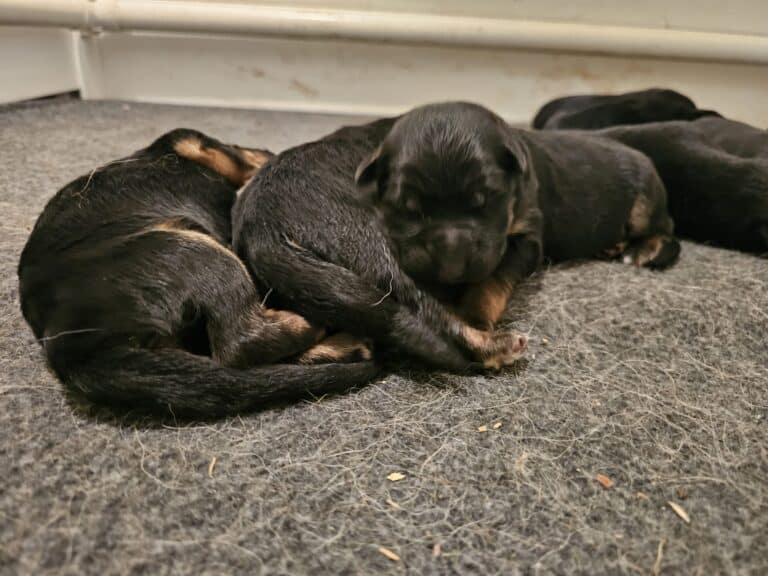 Adorable Rottweiler puppies resting peacefully on soft gray carpet at Stonewall K9 shelter.