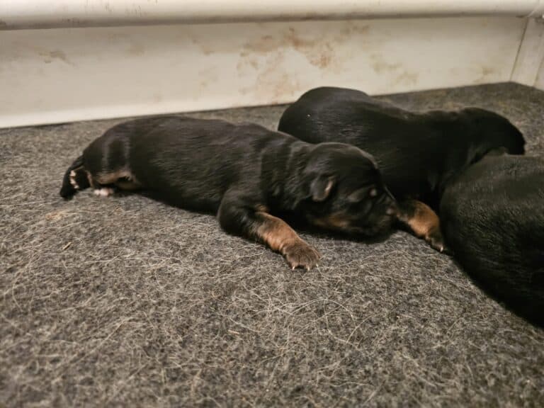 Adorable black and tan puppy resting on a dark textured mat with sibling puppies.