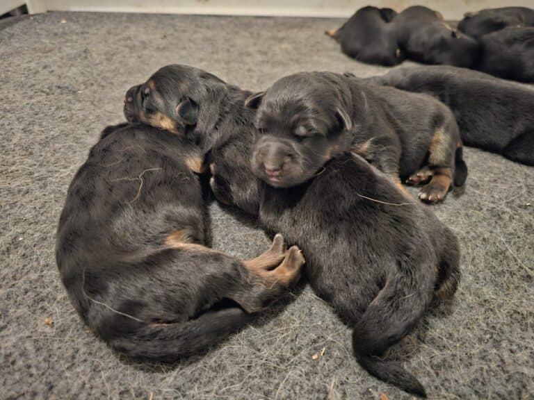 Adorable black and tan puppies cuddling, sleeping closely in a cozy indoor setting.