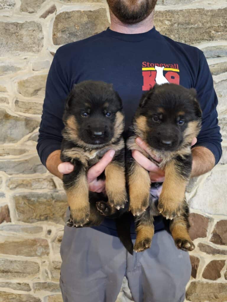 Young German Shepherd puppies for sale or training.