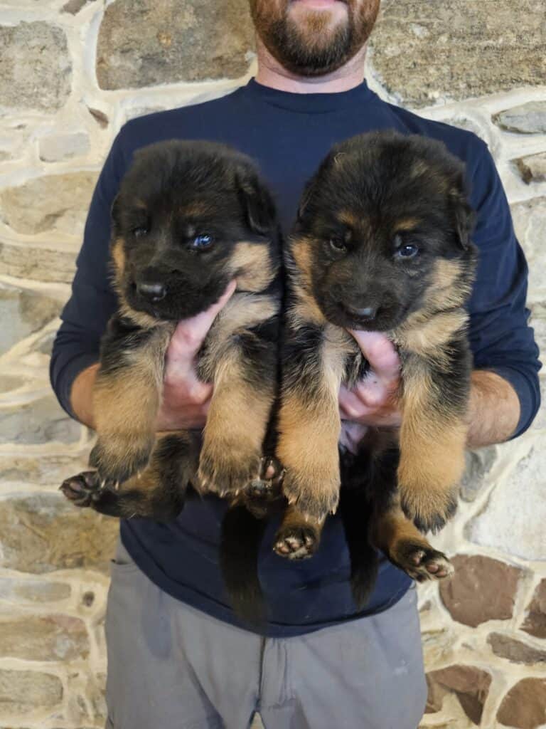 Adorable German Shepherd puppies, black and tan, with blue eyes, at Stonewall K9.
