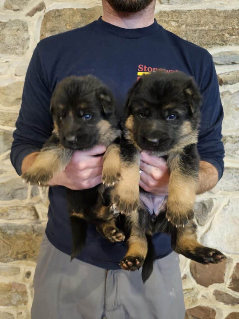 Adorable German Shepherd puppies being held by a trainer.