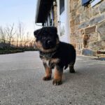 German shepherd puppy