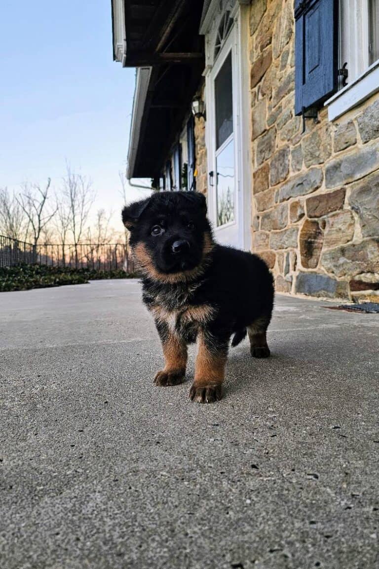 Adorable German Shepherd puppy on concrete porch, with stone house background and sunset sky.
