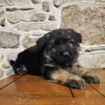 German shepherd puppy