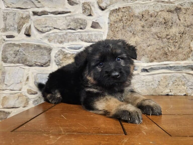 Adorable German Shepherd puppy, help with training and socialization, perfect family pet.