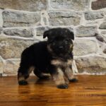 German shepherd puppy