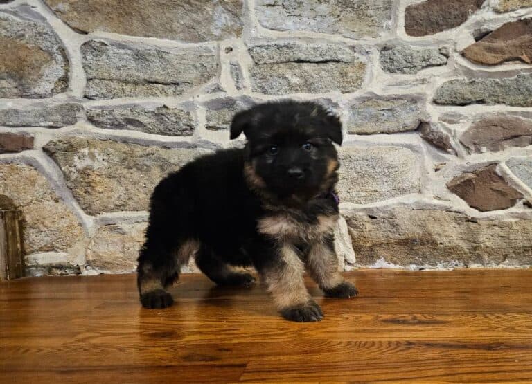 German shepherd puppy