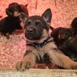German shepherd puppy