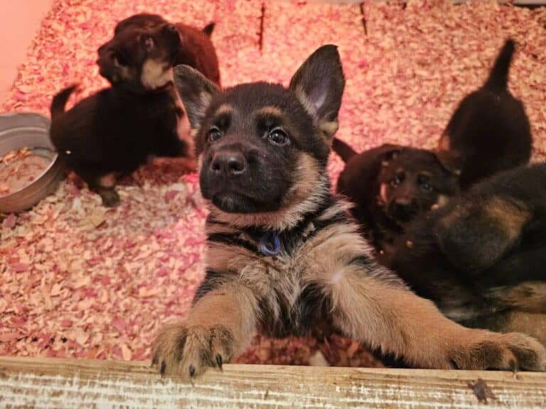Puppies at Stonewall K9 training center, playful German Shepherds and puppies.