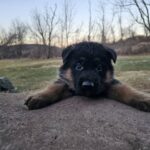 German shepherd puppy