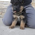 German shepherd puppy