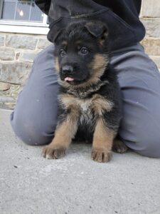 German shepherd puppy