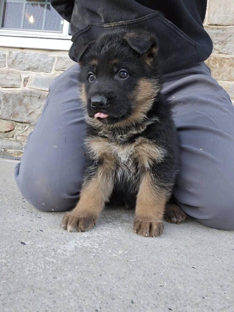 Adorable German Shepherd puppy with black and tan fur sitting on concrete with person in background.