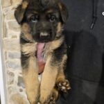 German shepherd puppy